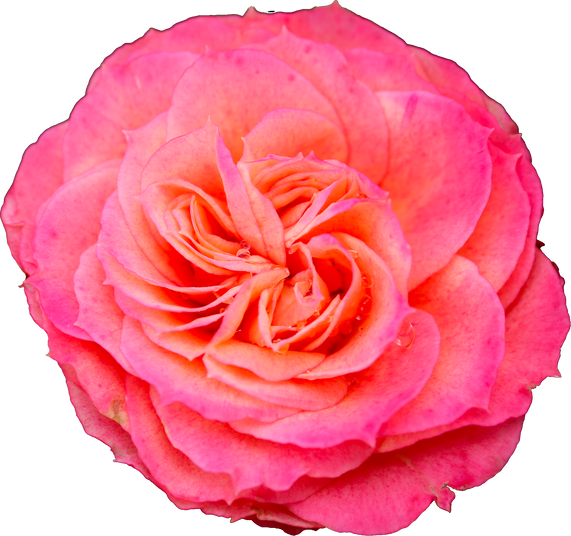 Pink Garden Rose